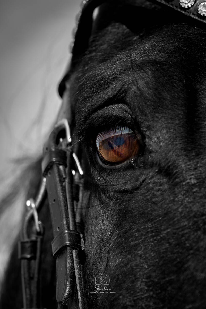 Paardenfotografie