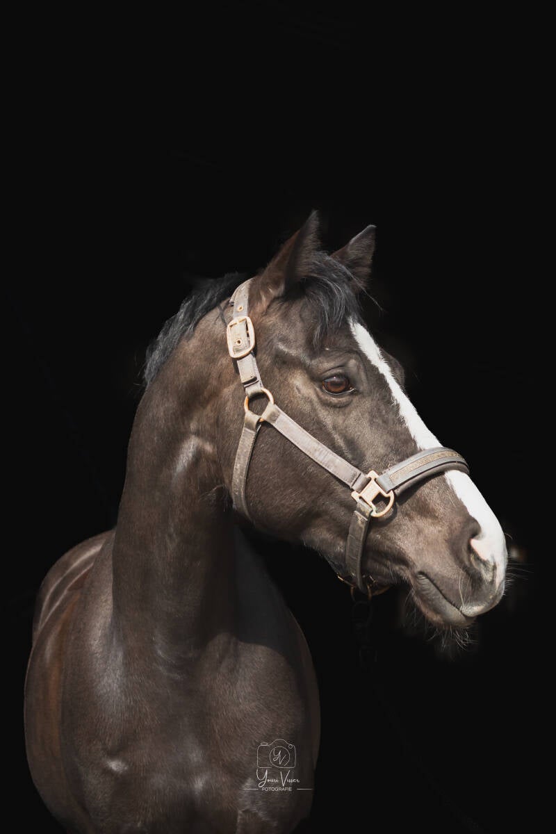 Paarden fotografie 4