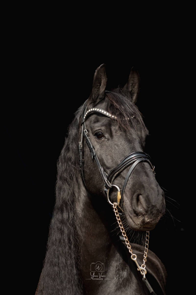 Paardenfotografie2
