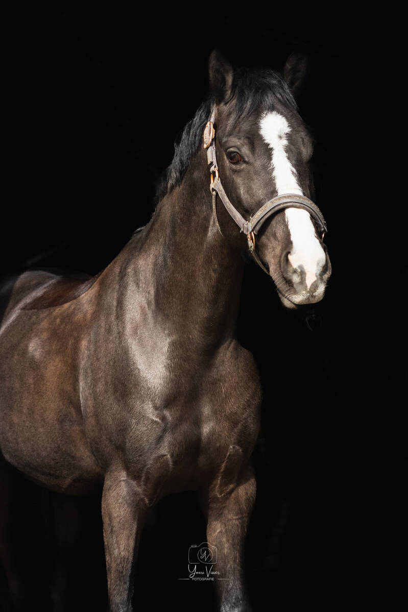 Paarden fotografie5