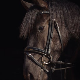 Dierenfotograaf Workum