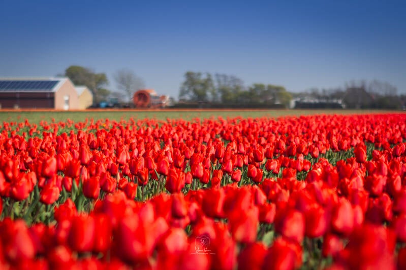 Tulpen foto