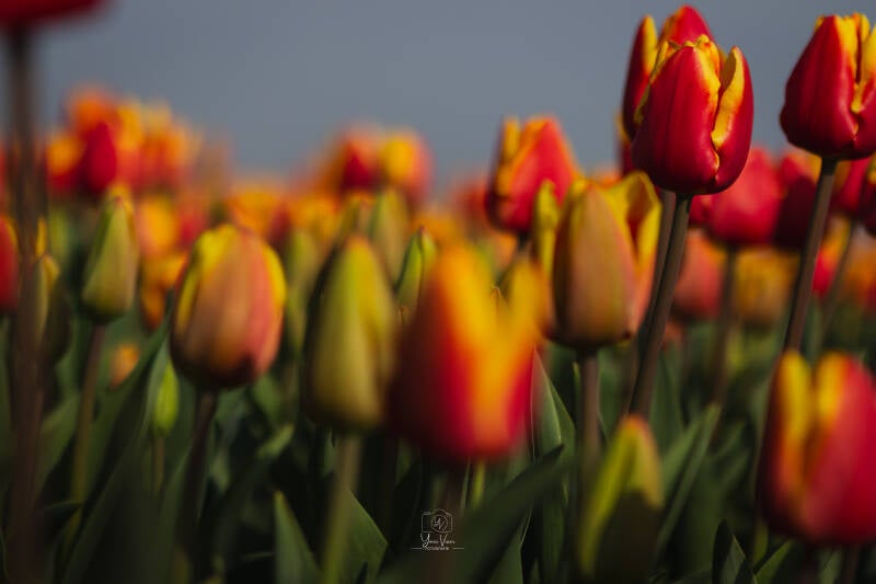 Tulpen foto
