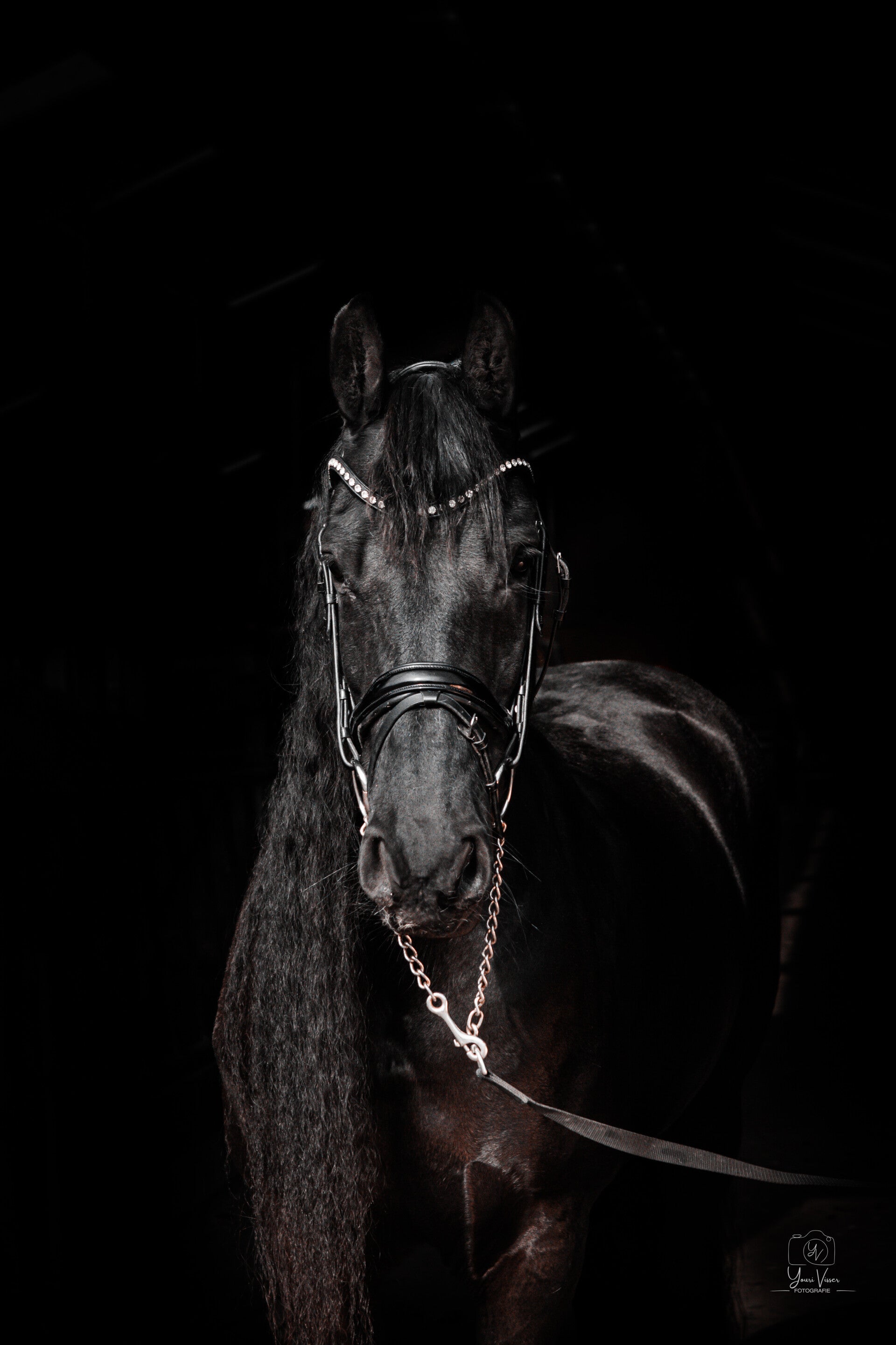 Dierenfotograaf Workum