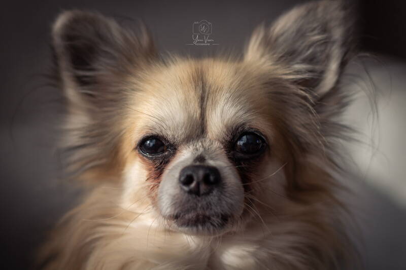Hondenfotografie