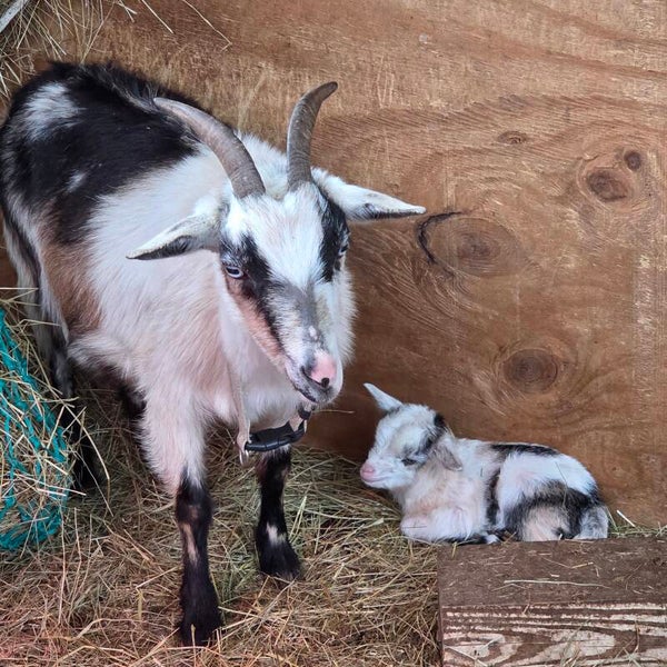 Nigerian Dwarf Nanny only, doeling has been sold.