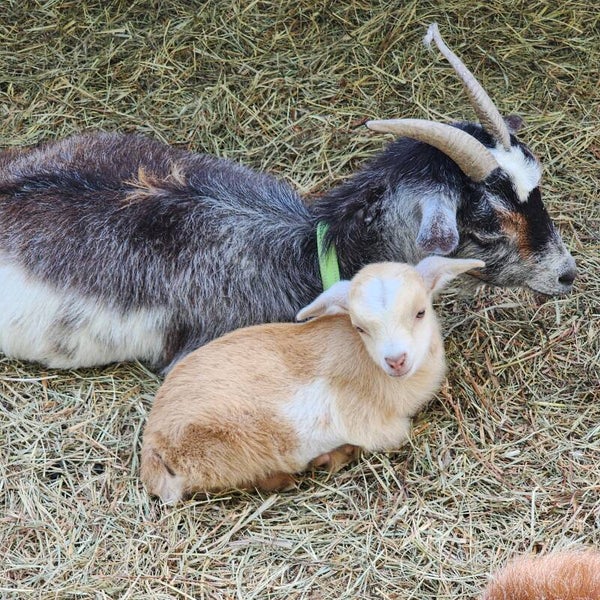 SOLD Casanova - Mini Saanen Buck - born 4/9/25