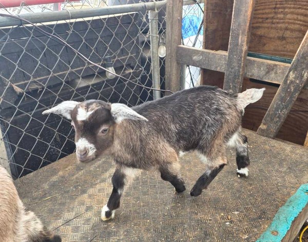 Buck born 1/9/26 - Kiko, Boer and Saanen cross on bottle