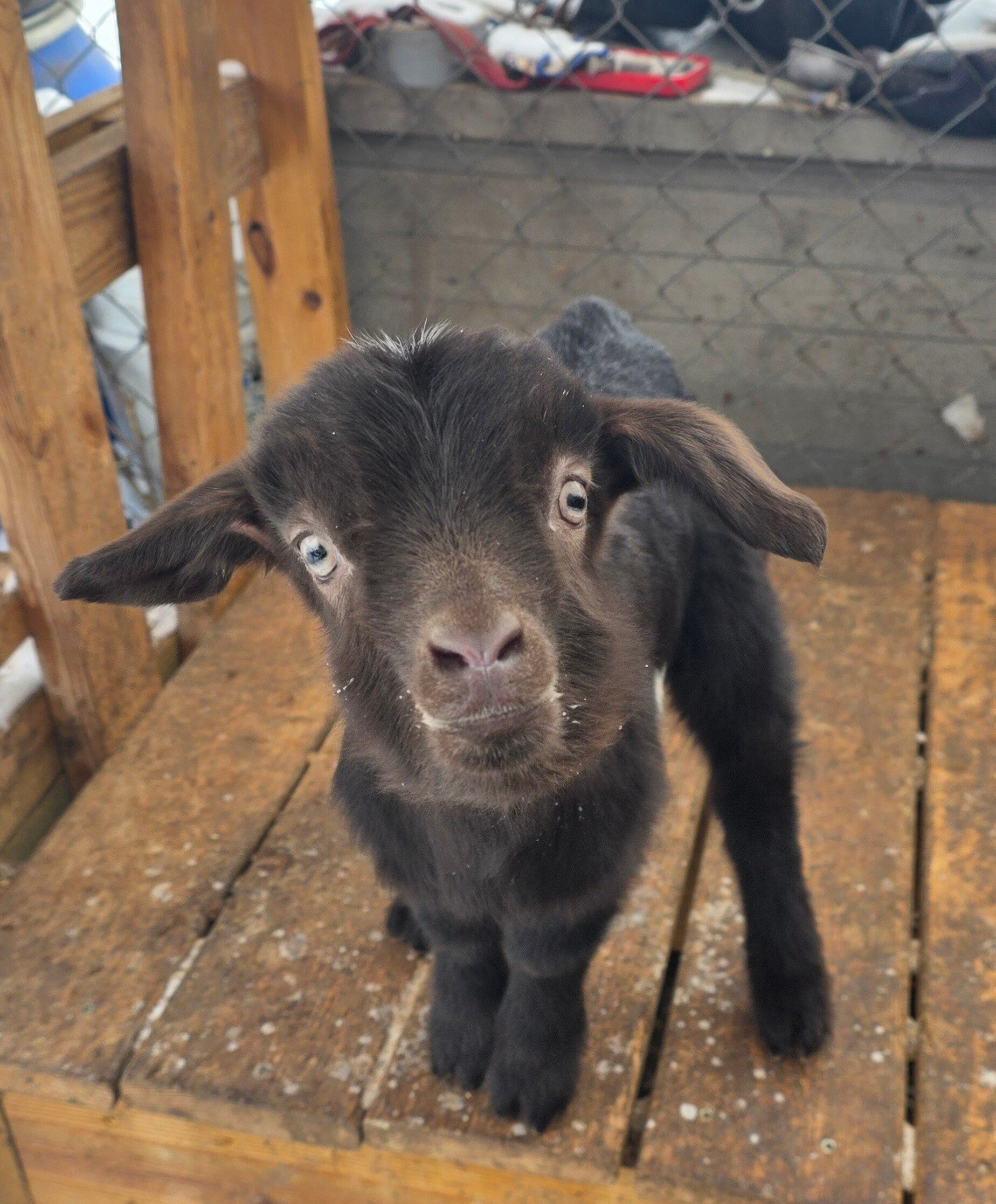 Pending Pick Up - Buck kid born 1/15/26 - Alpine, Saanen, Kiko, Boer cross