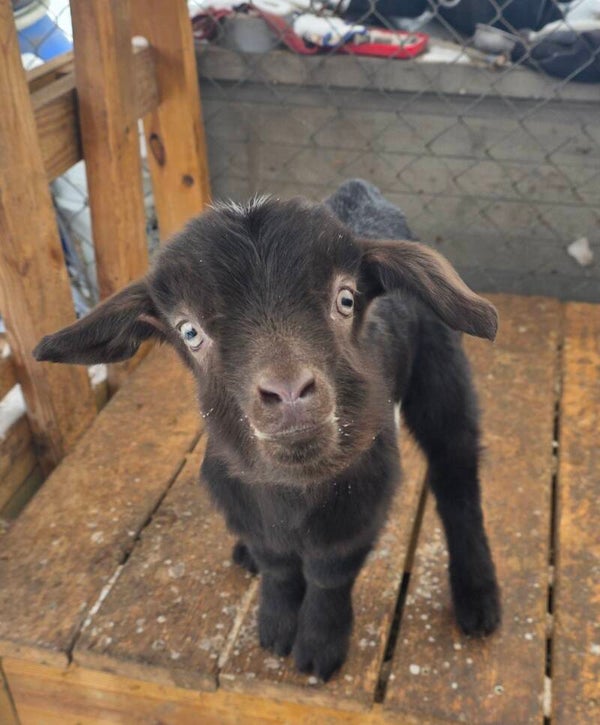 Pending Pick Up - Buck kid born 1/15/26 - Alpine, Saanen, Kiko, Boer cross