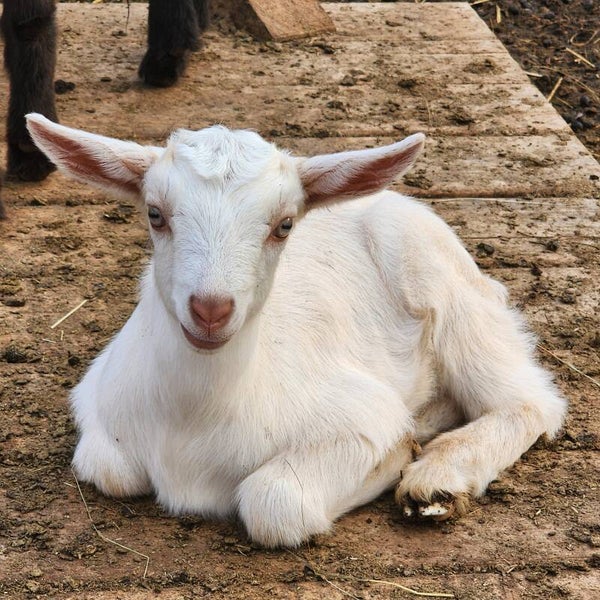 Destiny - Doeling - 1/2 Alpine/Saanen/Kiko/Boer born 1/29/25