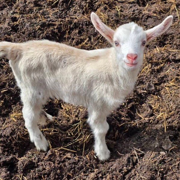 Saanen cross Buckling born 3/1/26 - Saanen, Kiko and Boer cross