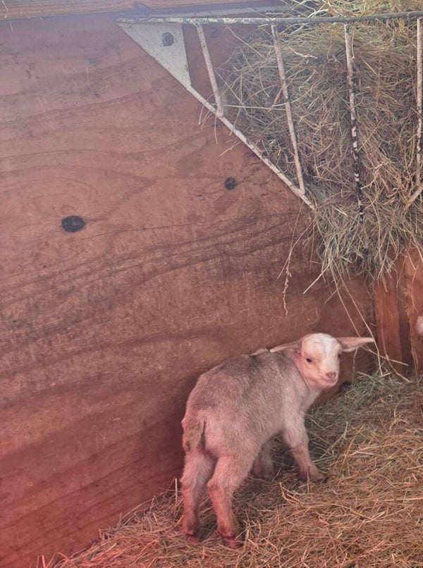 Buck born 1/13/26 - Boer, Kiko and Saanen cross on bottle