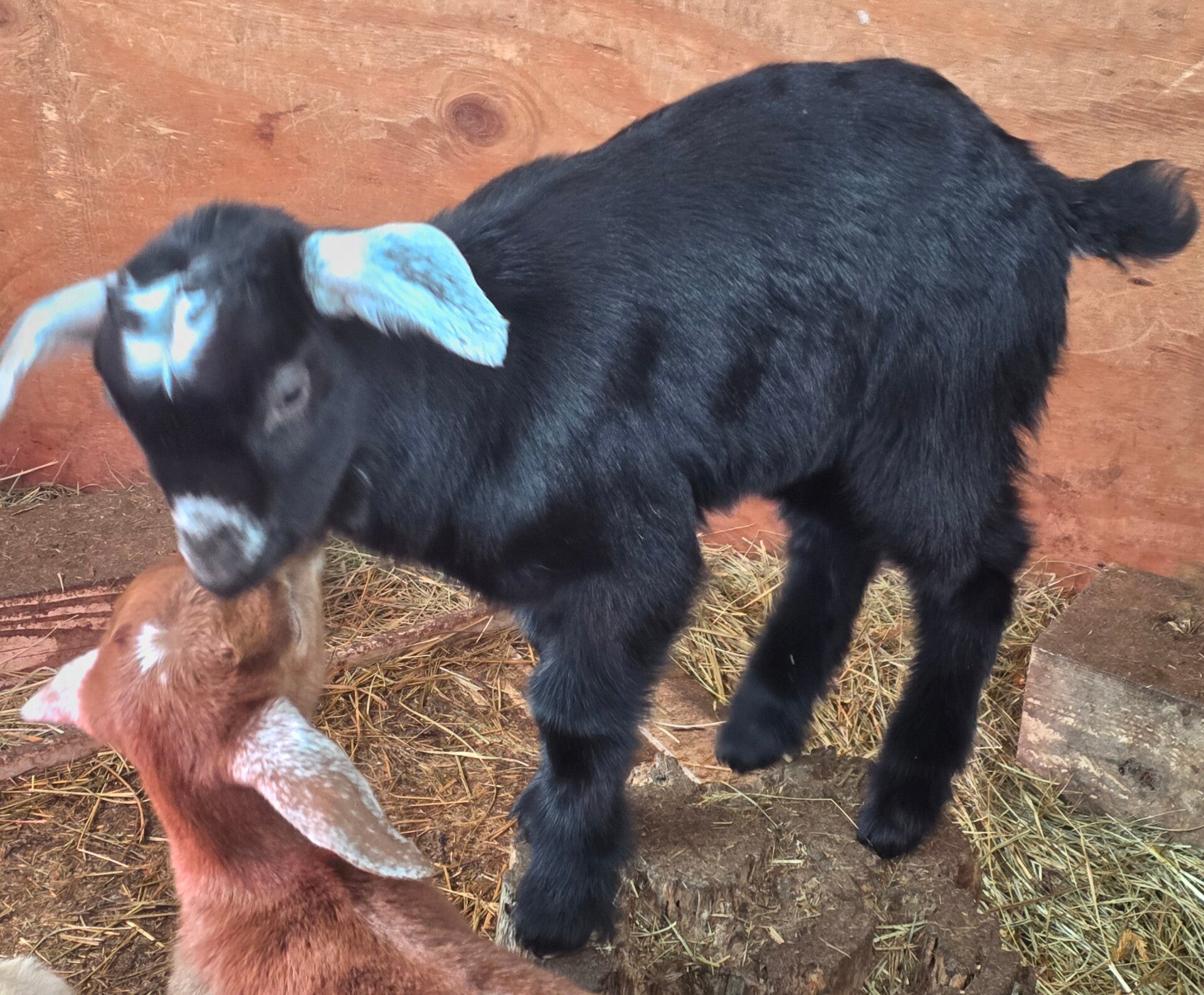 Buck kid born 1/13/26 - Nubian, Saanen, Kiko, Boer cross