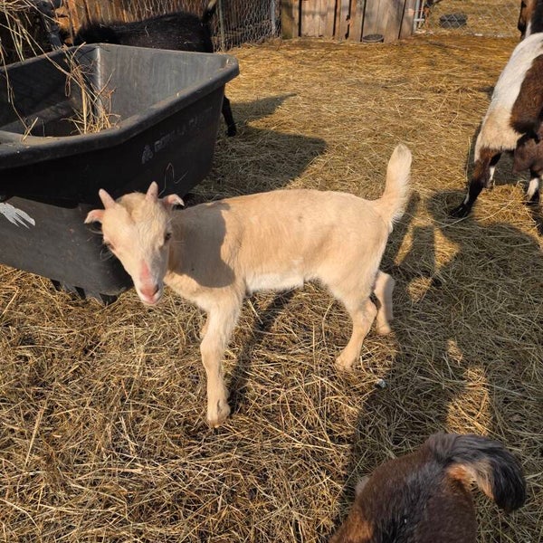 Pending-La Mancha cross Buckling - 1/15/26 - La Mancha, Saanen, Kiko, Boer