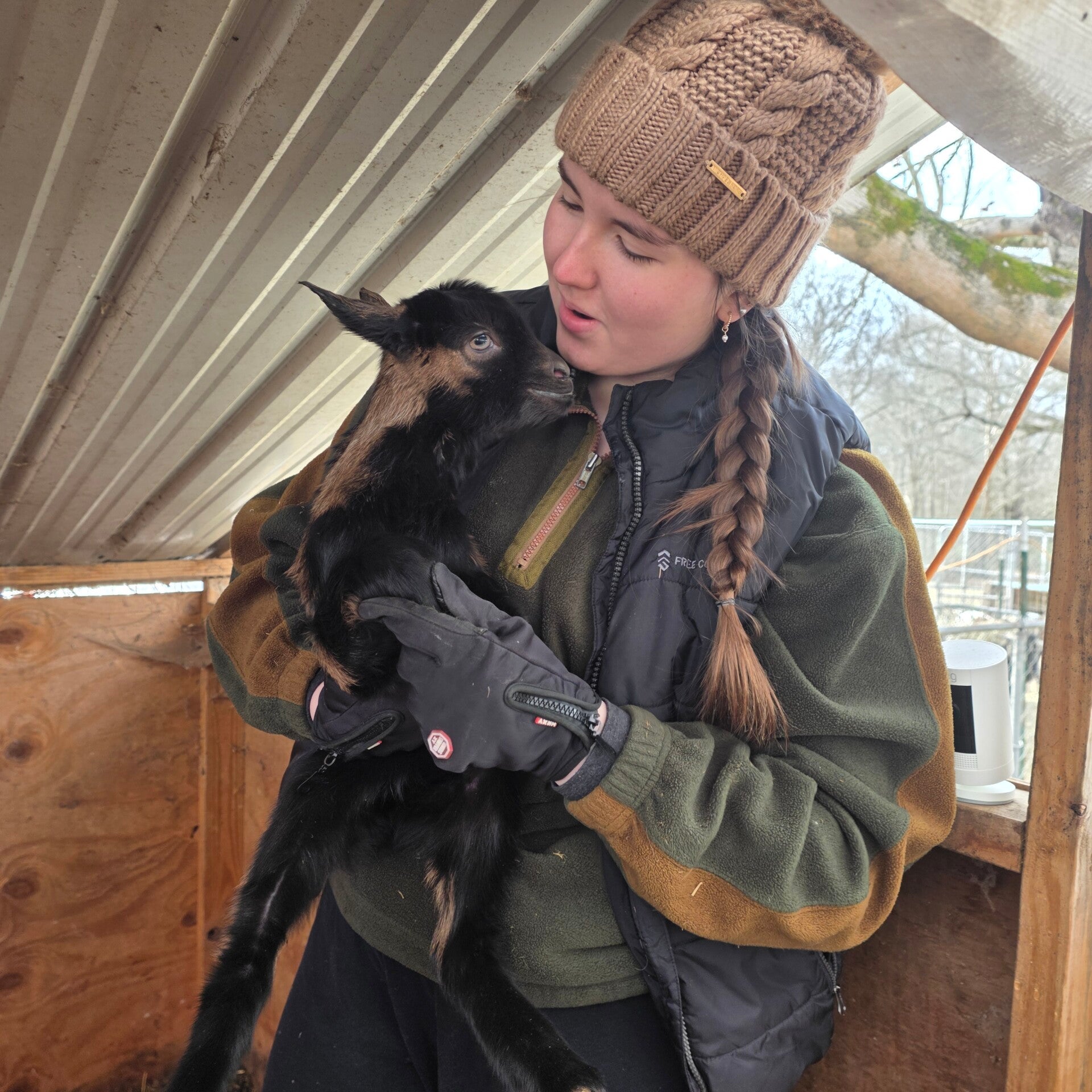 Doe twin kids born 1/9/26 - Alpine, Saanen, Kiko and Boer cross! on bottle