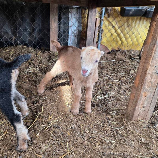 La Mancha cross buckings born 3/3/26 - La Mancha, Saanen, Kiko, Boer