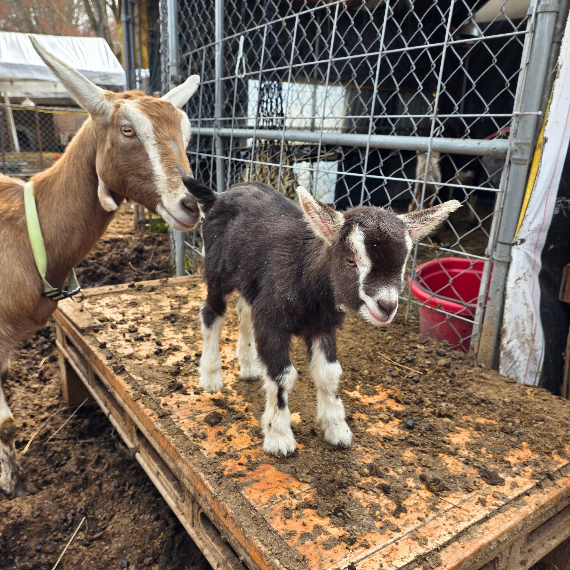 Toggenburg cross buckling born 3/3/26 - Toggenburg, Saanen, Kiko, Boer