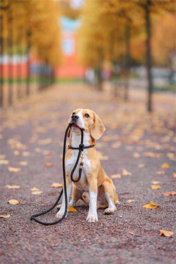 🦴 Forfaits promenades