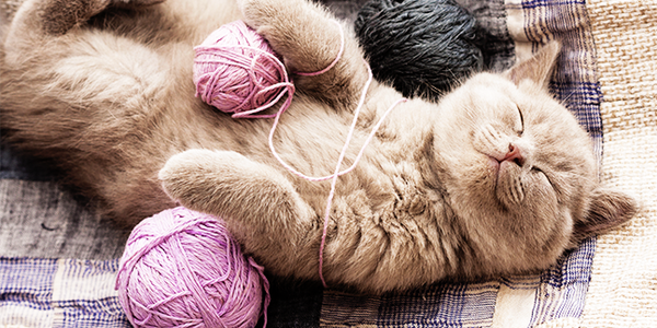 🌿 Pack Sérénité pour chats