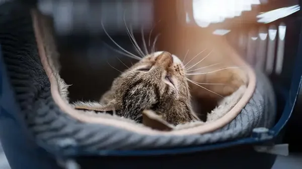 ☀️ Pack Tranquillité pour chats