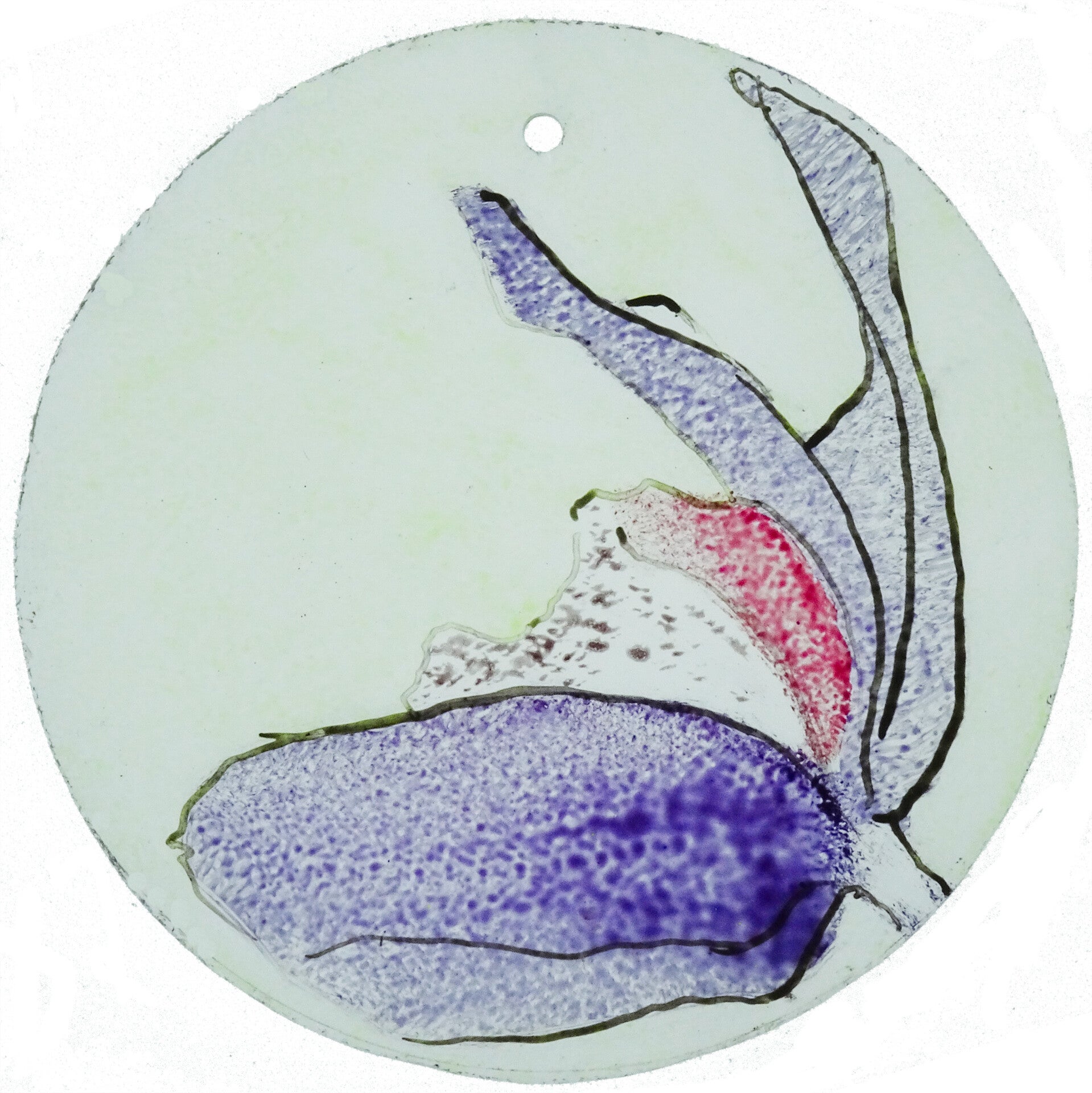 Orchidee paars/magenta