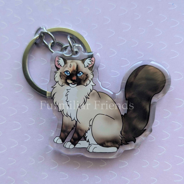 Ragdoll zittend - Tortie serie
