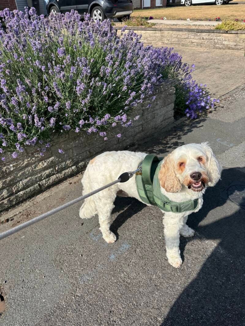 Lavendar cockapoo