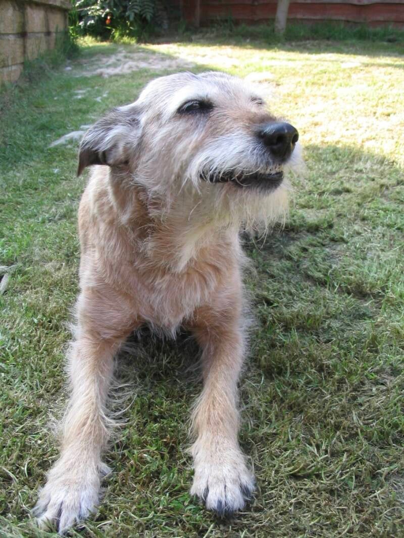 Brandy 1990-2005/Jo's Pet Services