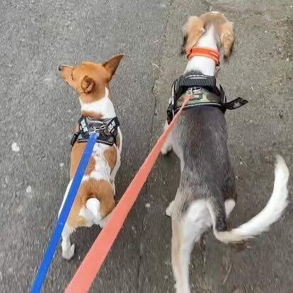 Buddy walks terrier & saluki/Jo's Pet Services