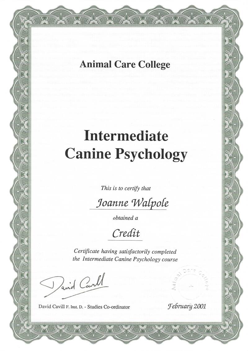 canine-behaviour-psychology-cert-jo-s-pet-services-worksop-standard-lzbko1.jpg