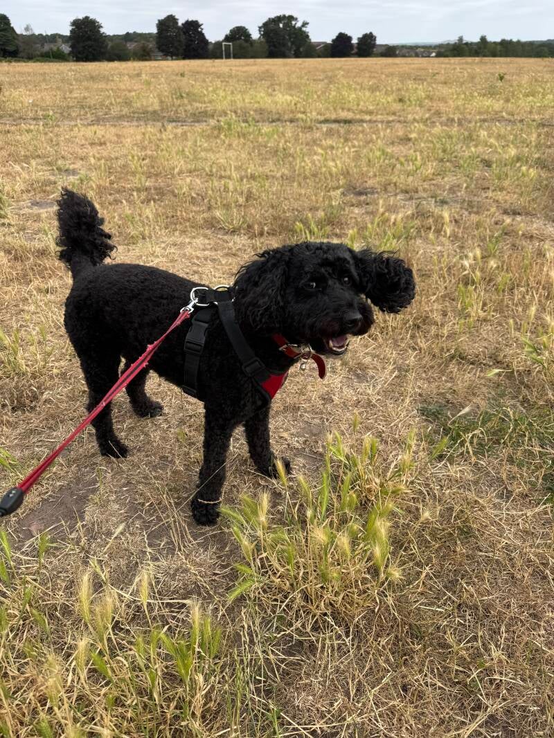 Cheeky cockapoo/Jo's Pet Services