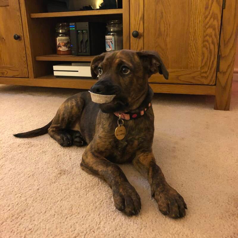 Guilty looking puppy/Jo's Pet Services