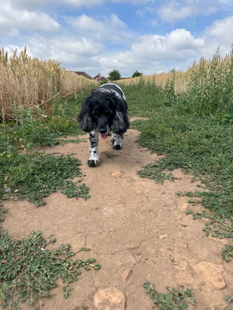 Cocker spaniel in the fields