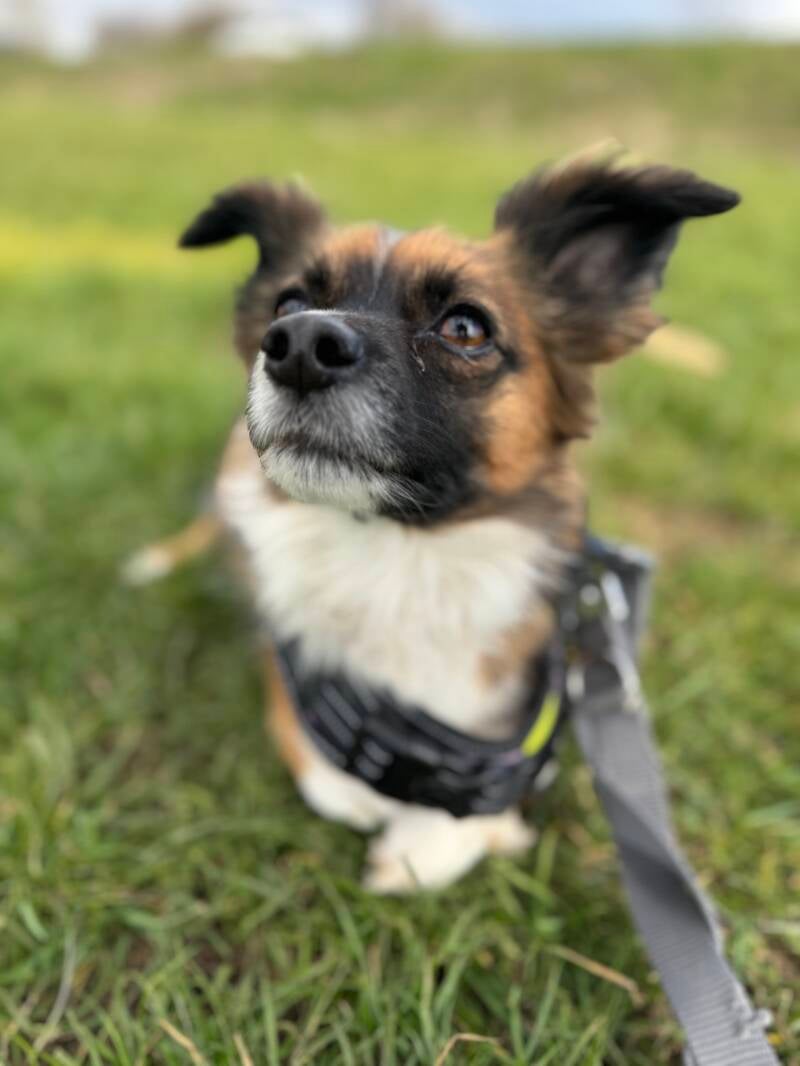 Focused dog training/Jo's Pet Services