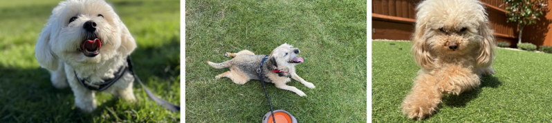 Well trained dogs in Worksop/Jo's Pet Services