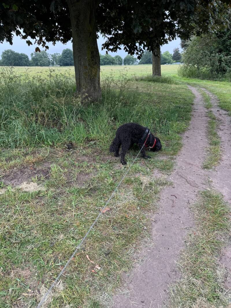 Solo field walk cockapoo in Worksop/Jo's Pet Services