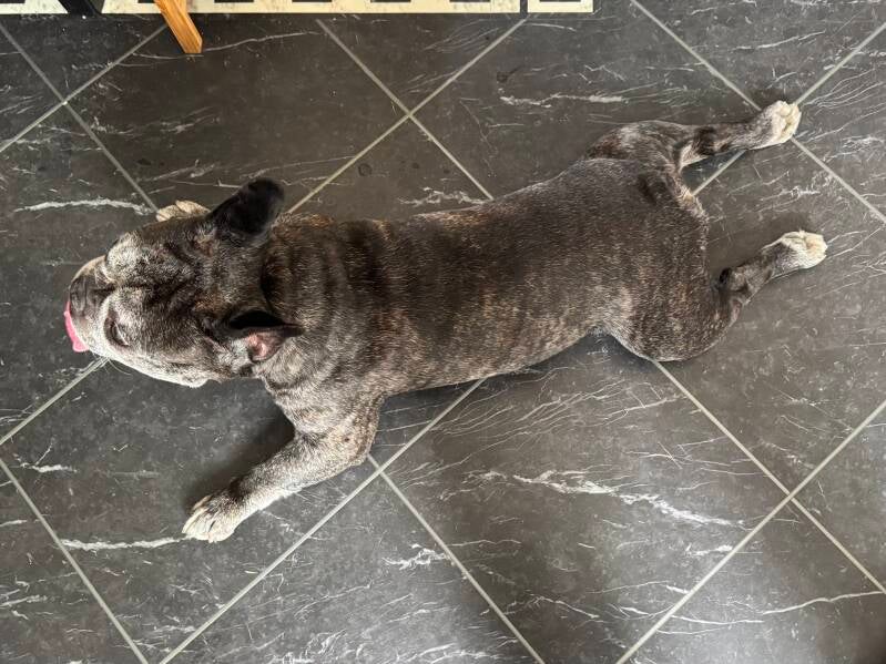 Frenchie cooling his stomach