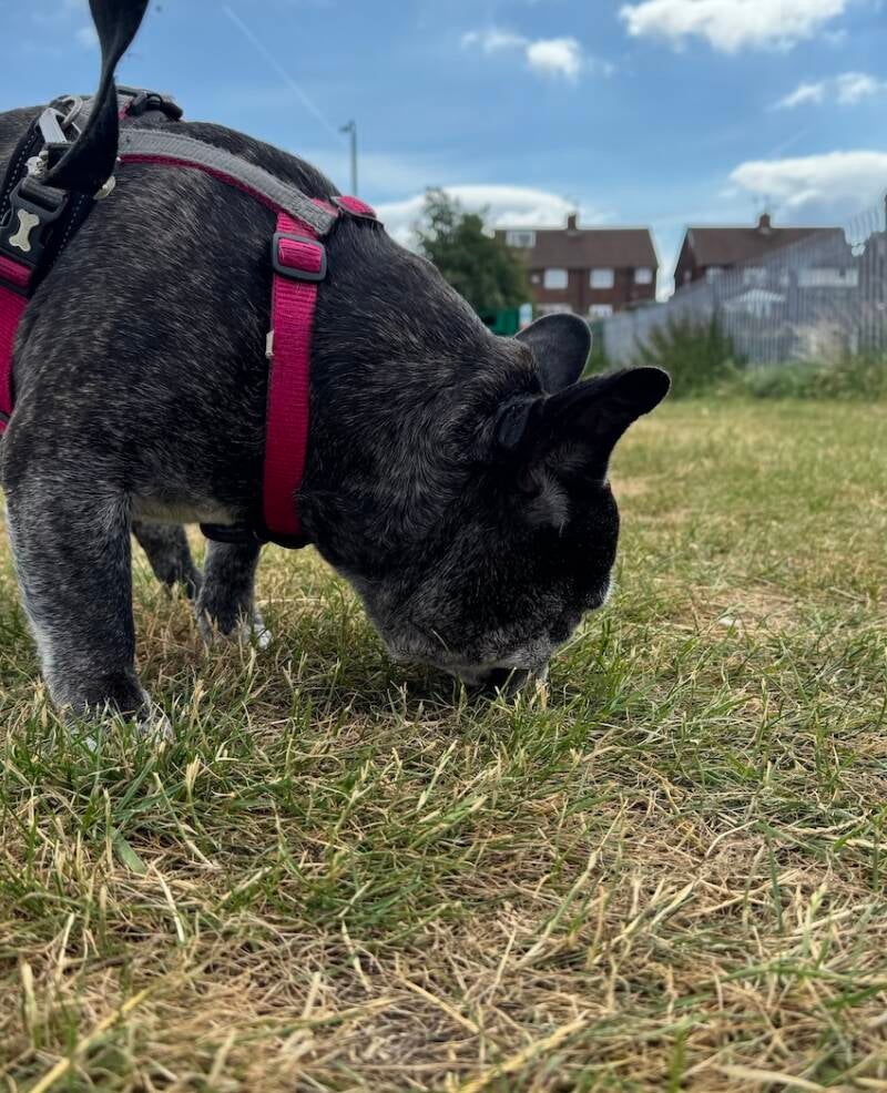 French Bulldog sniffing