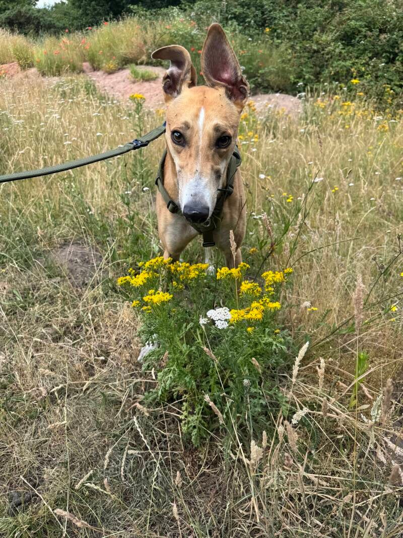 Cheeky greyhound