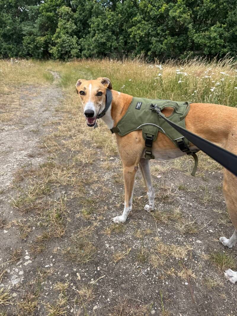 Greyhound walk/Jo's Pet Services