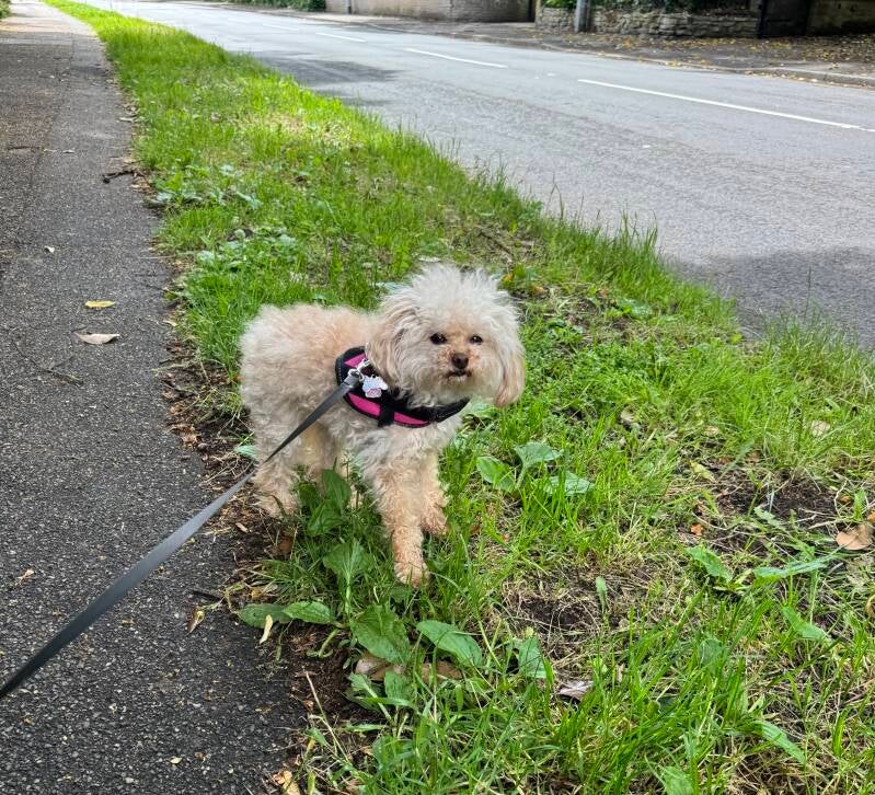 Solo dog walk in Worksop/Jo's Pet Services
