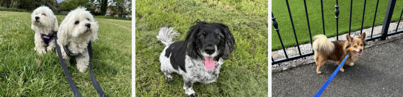 Solo and. uddy walks in Worksop/Jo's Pet Services