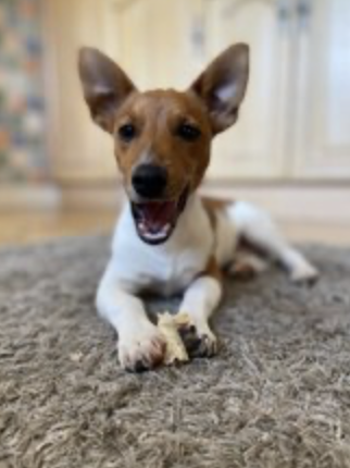 Happy puppy/Jo's Pet Services