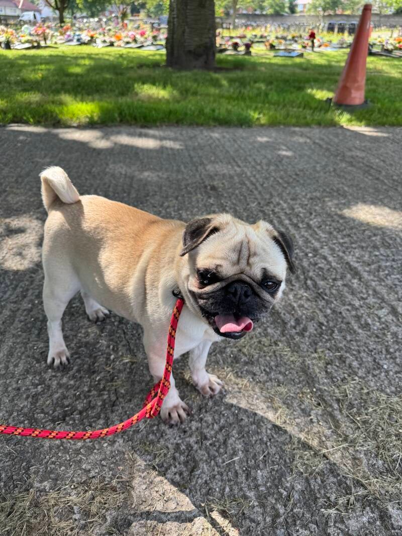 Pug in the sun solo walk/Jo's Pet Services