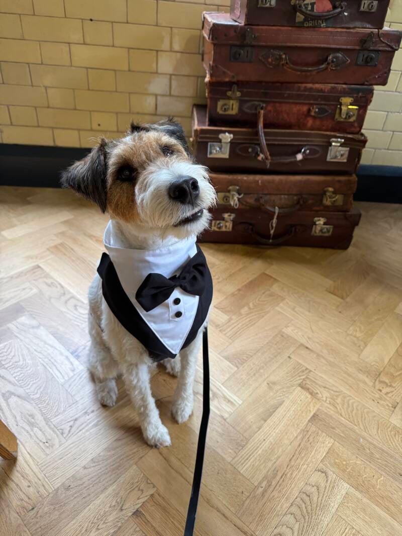 Wedding dog in tuxedo/Jo's Pet Services