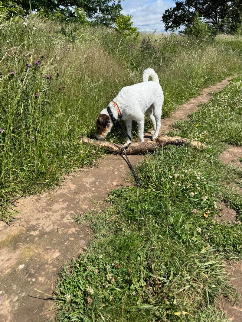 Solo dog walk terrier in Gateford Worksop/Jo's Pet Services