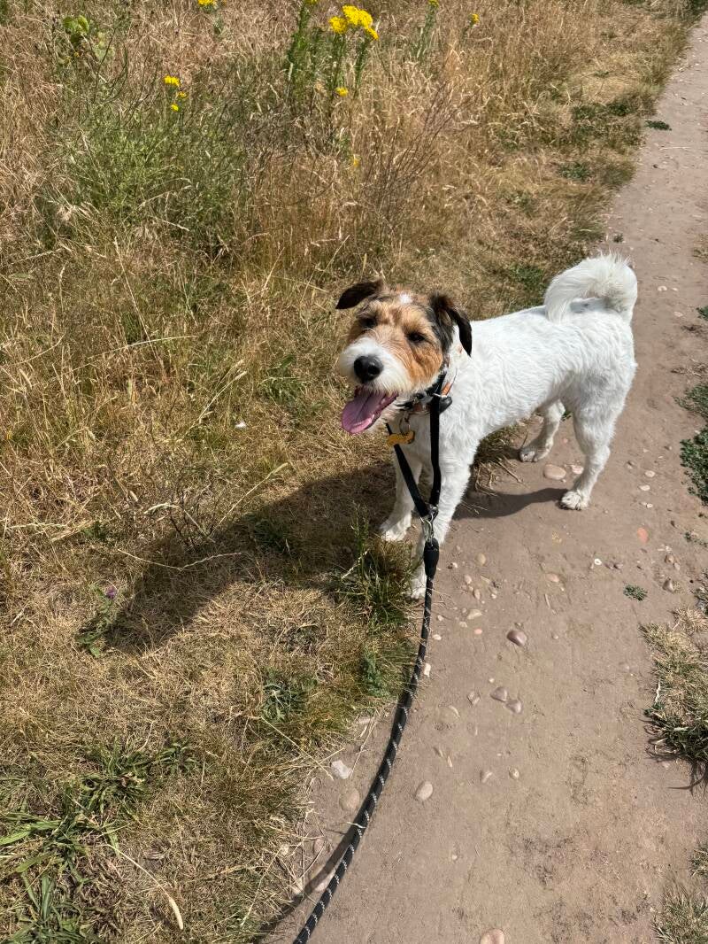 Terrier enjoying meadow solo walk
