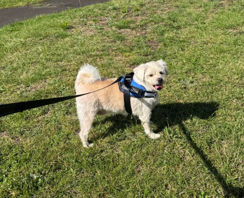 Solo dog walk in Kilton Worksop/Jo's Pet Services