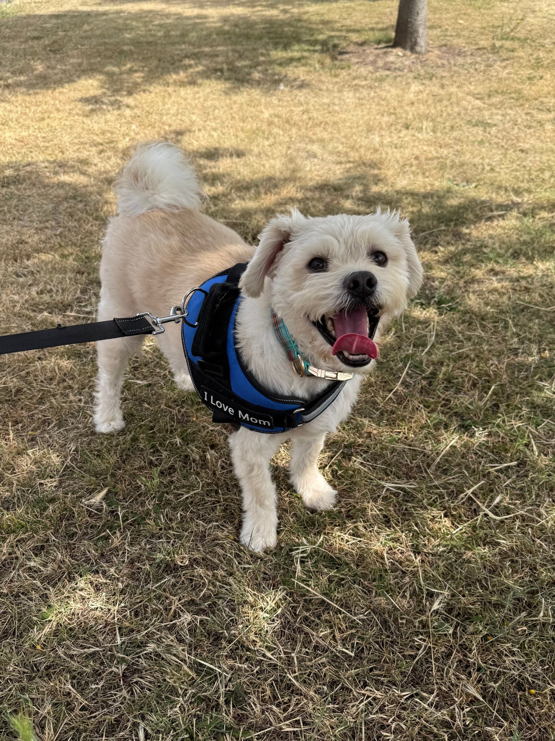 Cockapoo in the shade solo walk